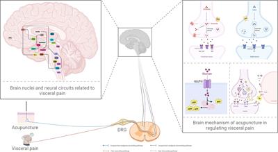 Modulation of visceral pain by brain nuclei and brain circuits and the role of acupuncture: a narrative review